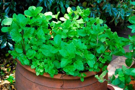 How To Grow Mint Plants The Garden Of Eaden