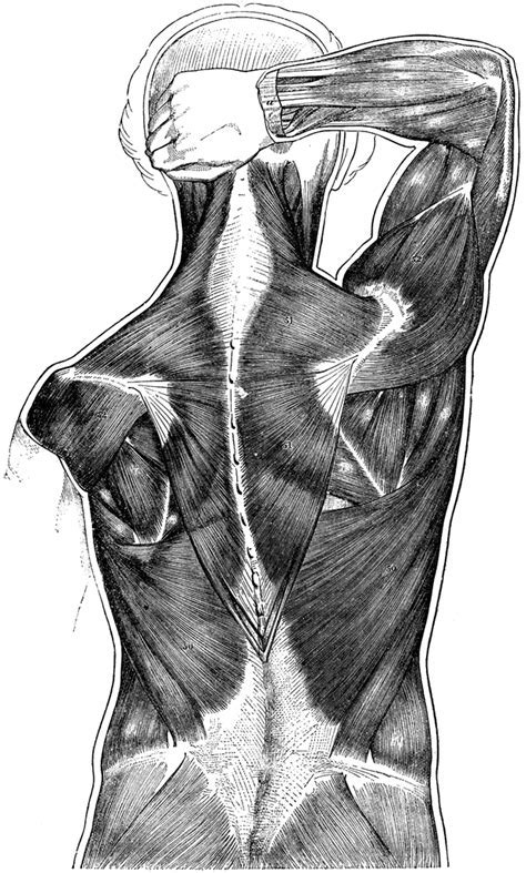 Human Anatomy Back Muscles By Enio Reis Anatomy Drawings Human Anatomy