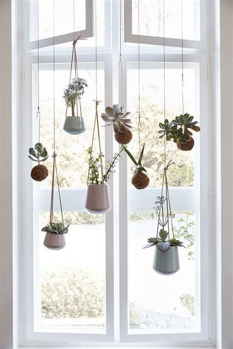 40 Hanging Plant Ideas Decor Window Plants Hanging Plants