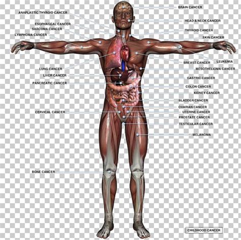 Male Anatomy Diagram Full Body Labeled Anatomy Chart Of Full Body