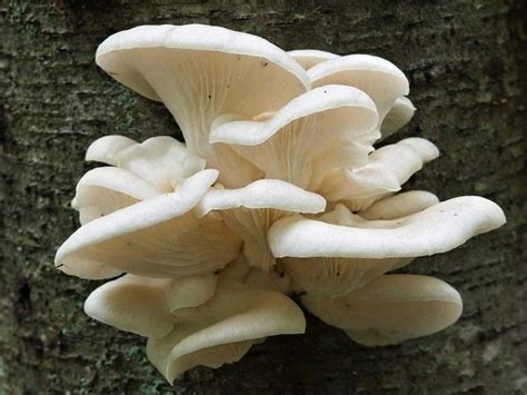 How To Forage Wild Oyster Mushrooms Foragesf — Book Wild Food
