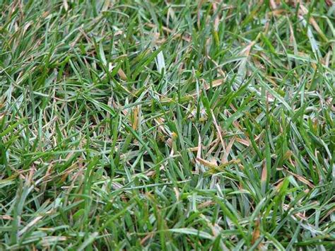 Most Common Kentucky Bluegrass Diseases Lawn Love
