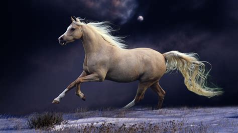 White Horse With Background Of Dark Cloudy Sky Hd Horse Wallpapers Hd