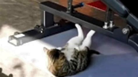 Watch Cat Getting Fit In The Gym With Sit Ups
