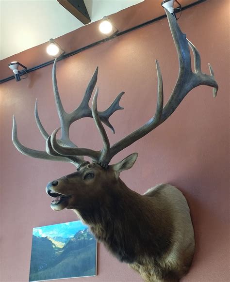 The World Record Elk Of Dark Canyon The John Plute Bull