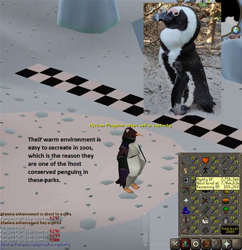 100 Laps With Penguin Facts Daily Until Agility Pet Day 49 R2007scape