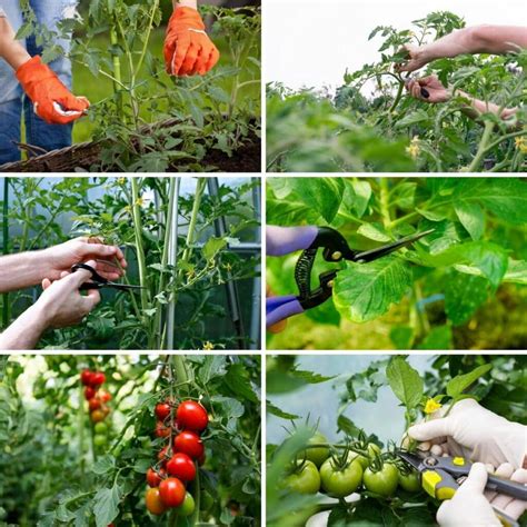 11 Expert Tips To Prune Tomato Plants Like Professionals