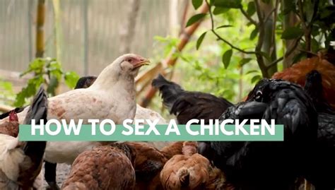 How To Sex A Chicken Eco Peanut