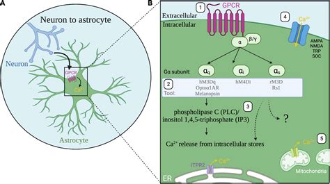 Frontiers From Synapses To Circuits Astrocytes Regulate Behavior
