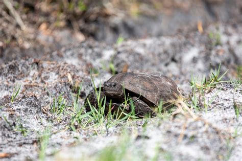 Feds Ponder Endangered Species Protection For Florida Gopher Tortoises