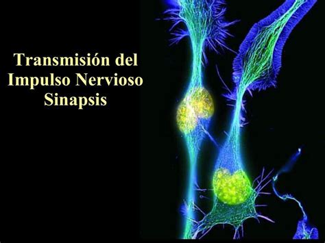 Transmisi N Del Impulso Nervioso Sinapsis Ppt Gen Micas Udocz