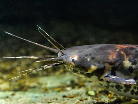 10 Of The Most Invasive Fish Species In The World