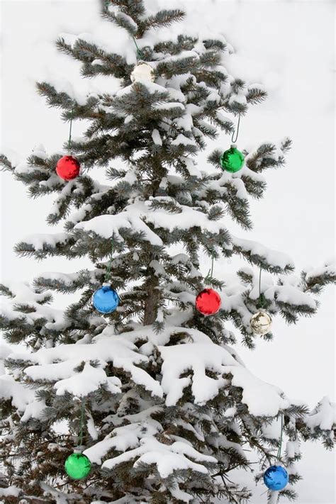 Snow Covered Pine Tree With Decorations Stock Photo Image Of Tree
