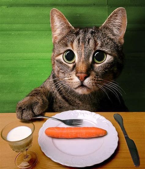 Top 10 Things About What Do Cats Like To Eat For Breakfast