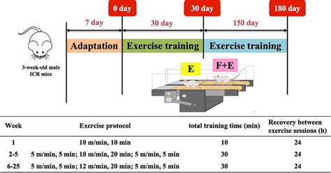 Schedule Of Mice On Fluoride Exposure Andor Exercise Download