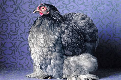 The Magnificent Chicken By Tamara Staples Visualizer Wsj