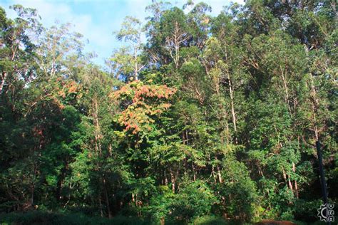 We did not find results for: Kalopa State Park in Honokaa, Big Island, Hawaii ...