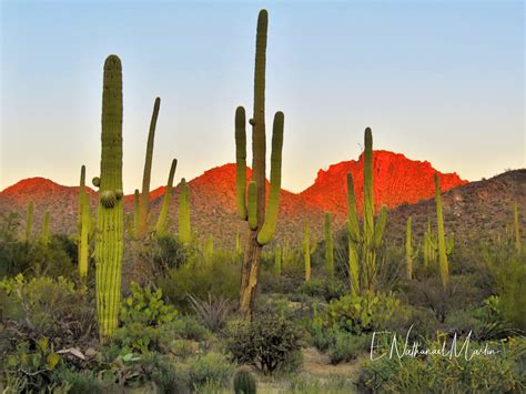 Nature By Nat Photography Sonoran Desert