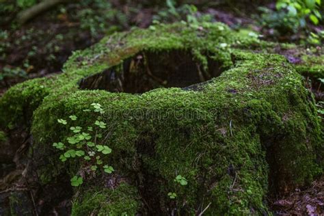 Old Stump With Thick Green Moss In The Autumn Forest Stock Image
