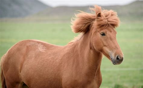 Horse Mane Styles 20 Horse Hairstyles To Show The Class