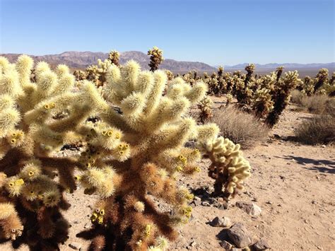 Free Images Tree Nature Sand Cactus Plant Arid Flower Dry