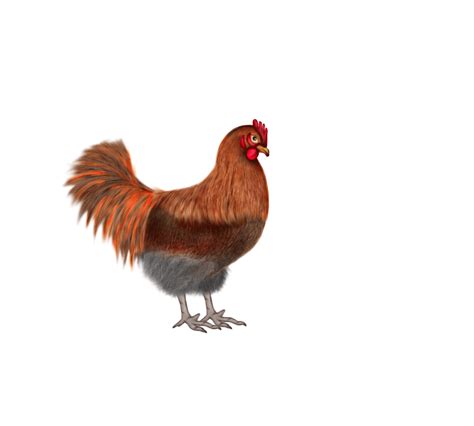 Kumpulan Animasi Gambar Bergerak Ayam Dan Telur Animasi Dan Gambar