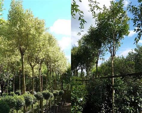 Mature Trees. Mature Evergreen Trees For Sale. Full Standard