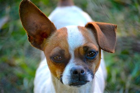 How To Care For Your Dogs Ears K9 Web