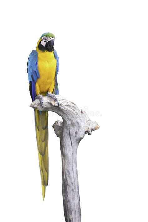 Colorful Macaw Parrot On The Branch Ara Chloroptera On Nature