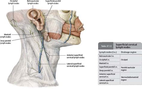 Neck Atlas Of Anatomy