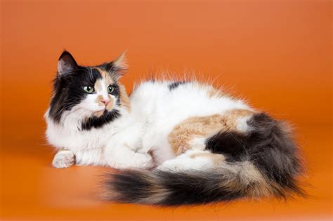 Norwegian Forest Cat And Maine Coon Mix Cute Of Animals