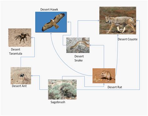 Sahara Desert Food Web , Free Transparent Clipart - ClipartKey