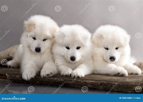 Samoyed Puppy Stock Image Image Of Petal Background 28016881