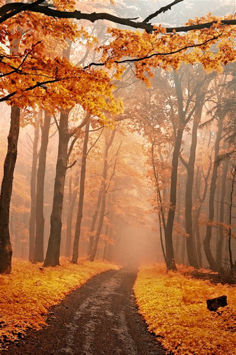 Artistic Realistic Nature Bluepueblo Golden Forest Czech Republic