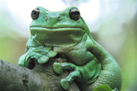 White's Tree Frog Care Sheet: Diet, Habitat, & More