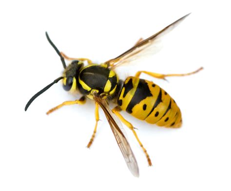 Wasps Pest Library Burns Pest Elimination