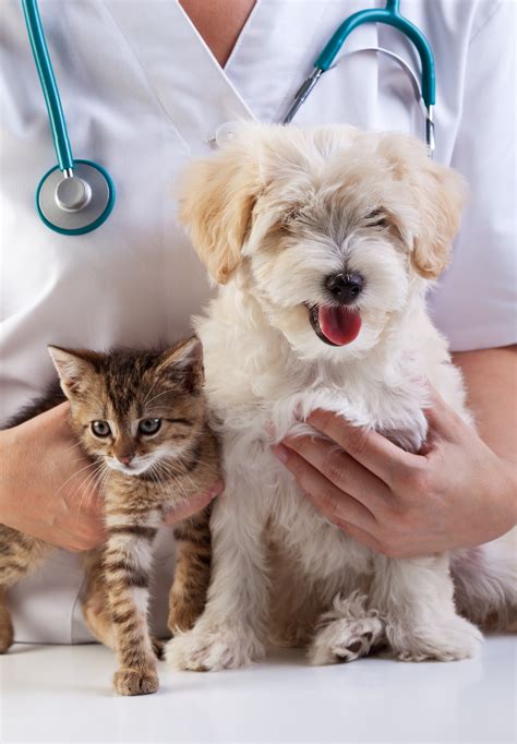 From puppies to seniors, we help dogs of all life stages put their best paw forward with positive dog training classes. Your Pet Might Have Ringworm If.... - Pet Sitting and Dog ...