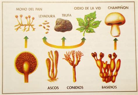 Reino Fungi Características Y Ejemplos ¡¡resumen Corto