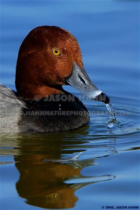 The Redhead Aythya Americana Is A Medium Sized Diving Duck The Adult