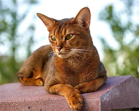 Abyssinian Cat Breed Information And Characteristics Daily Paws