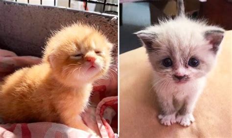 😍 Cute Kittens Doing Funny Things 2020 😍 1 Cutest Cats