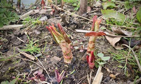 How To Spot Japanese Knotweed Early Growth Pba Solutions