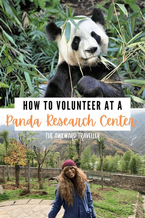 Panda Volunteer Program Whats It Really Like Volunteering