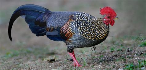 Pikat ayam hutan merah menggunakan ayam betina langsung dapat 2 ekor ayam hutan merah merupakan salah. 4 Spesies Ayam Hutan Paling Langka Di Dunia | Holidays OO