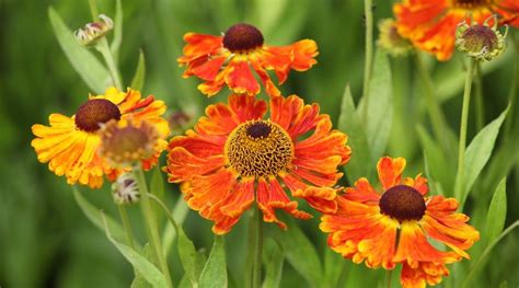 21 Orange Perennial Flowers With Names And Pictures 2022
