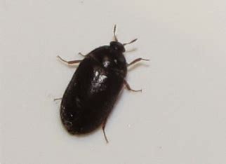 This means that there might be a growing population of carpet. What You Need To Know About Carpet Beetles Since The ...