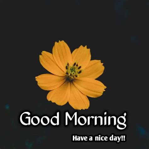 Top 999 Good Morning Images Hd New Amazing Collection Good Morning Images Hd New Full 4k