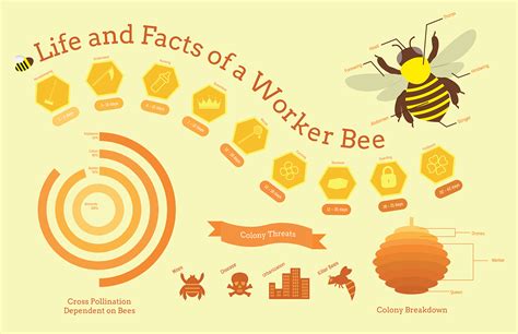 Worker Bee Infographic On Behance