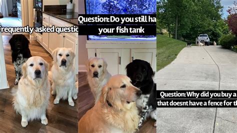 Dogs Answer Frequently Asked Questions Youtube