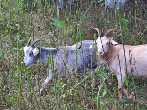 At This National Forest In Missouri Goats Take Care Of The Invasive Plants Nebraska Public Media